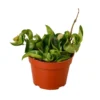 Hoya Carnosa Compacta 'Hindu Rope' - 4" Pot -Cheap Plantly Store 14b2234f cfe1 55b0 8d8e f67e6d08db5a 1b2bae97 69ab 4d50 b9a5 aa97f8bfcc66 1390x1390