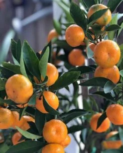 Kishu Mandarin Grafted Tree 3 Feet Tall. Free Shipping 9 Kishu Mandarin Grafted Tree 3 Feet Tall. Free Shipping -Cheap Plantly Store 1563AE0C 9E4B 48A8 967E 51F8979E9B6E