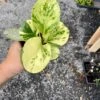 Peperomia Marble 4 Inch Pot Live Plant -Cheap Plantly Store 15F65918 75A7 48A3 AF70 EB2CCBA09BA5 1 201 a
