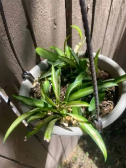 Variegated Hoya ‘wayetii’