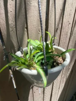 Variegated Hoya ‘wayetii’ -Cheap Plantly Store 1659028980 3