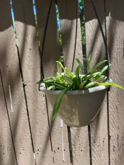 Variegated Hoya ‘wayetii’ -Cheap Plantly Store 1659028987 6