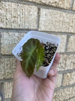 Begonia ‘Grey Feather’