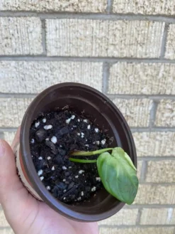 Philodendron ‘Fuzzy Petiole’ -Cheap Plantly Store 1659029287 2