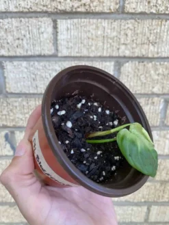 Philodendron ‘Fuzzy Petiole’ -Cheap Plantly Store 1659029290 3