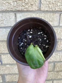 Philodendron ‘Fuzzy Petiole’ -Cheap Plantly Store 1659029294 4