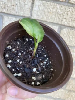 Philodendron ‘Fuzzy Petiole’ -Cheap Plantly Store 1659029299 5