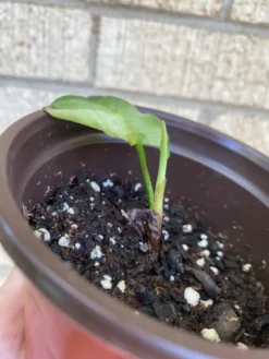 Philodendron ‘Fuzzy Petiole’ -Cheap Plantly Store 1659029302 6