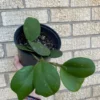 Hoya ‘Obovata’ -Cheap Plantly Store 1659029411 1