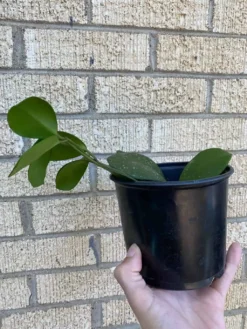 Hoya ‘Obovata’ 9 Hoya ‘Obovata’ -Cheap Plantly Store 1659029413 2