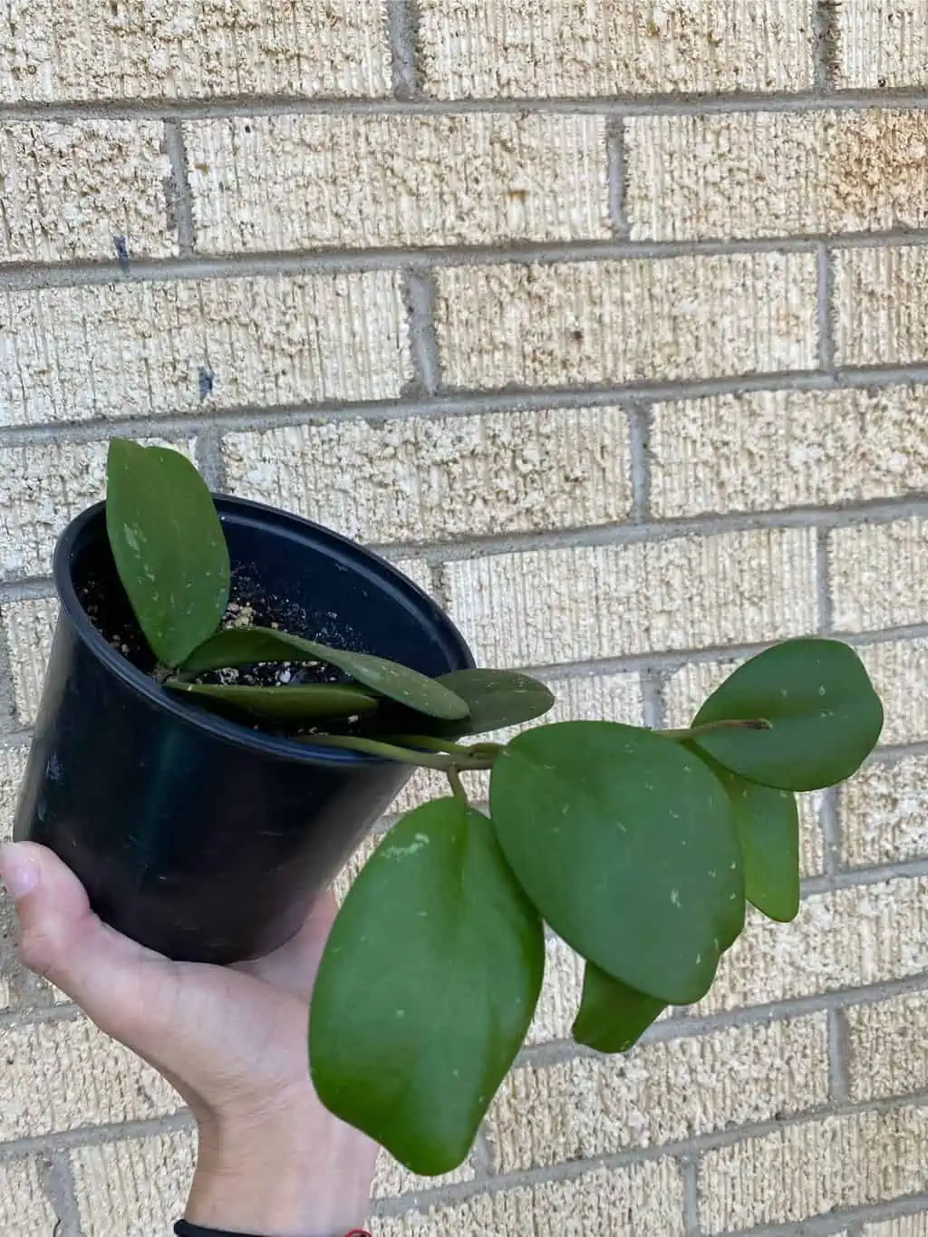 Hoya ‘Obovata’ 7 Hoya ‘Obovata’ - Image 5
