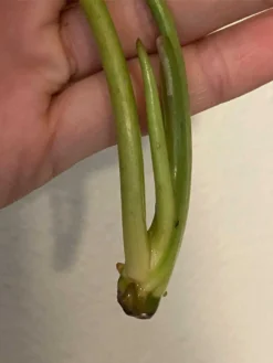 Variegated Philodendron Burle Marx -Cheap Plantly Store 1659031449 3