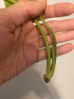 Variegated Philodendron Burle Marx -Cheap Plantly Store 1659031454 5