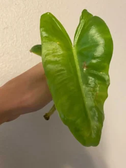 Variegated Philodendron Burle Marx -Cheap Plantly Store 1659031456 6