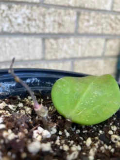 Hoya AH006 ‘Big Leaves’