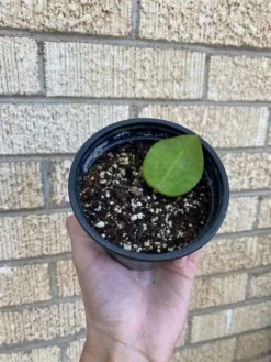 Hoya AH006 ‘Big Leaves’ 10 Hoya AH006 ‘Big Leaves’ -Cheap Plantly Store 1659031766 3