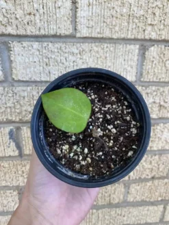 Hoya AH006 ‘Big Leaves’ 13 Hoya AH006 ‘Big Leaves’ -Cheap Plantly Store 1659031782 6