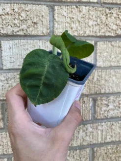 Syngonium ‘Frosted Heart’ -Cheap Plantly Store 1659032006 2