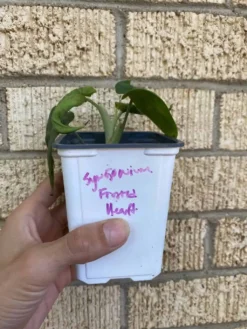 Syngonium ‘Frosted Heart’ -Cheap Plantly Store 1659032009 3