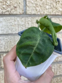 Syngonium ‘Frosted Heart’ -Cheap Plantly Store 1659032011 4