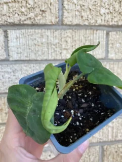 Syngonium ‘Frosted Heart’ -Cheap Plantly Store 1659032014 5