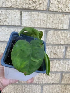 Syngonium ‘Frosted Heart’ -Cheap Plantly Store 1659032016 6