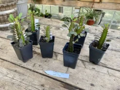 African Milk Tree Or Euphorbia Trigona Rubra Red Live Starter Suc -Cheap Plantly Store 165BC5D0 9F11 487D 84FC 0B810E2509C4 1 201 a