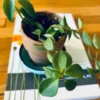 Elephant Bush (Portulacaria Afra) | Sienna
