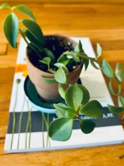 Elephant Bush (Portulacaria Afra) | Sienna