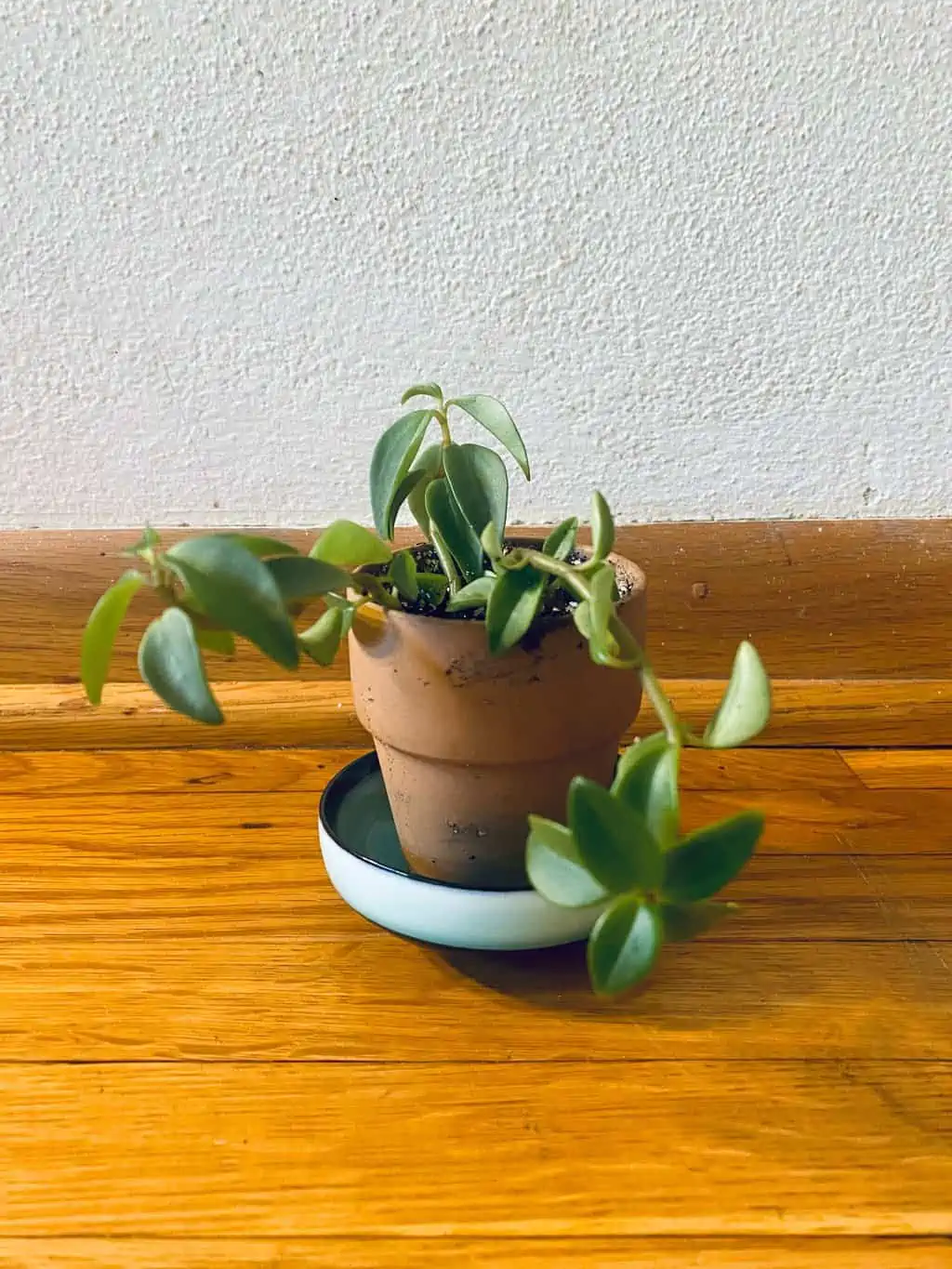 Elephant Bush (Portulacaria Afra) | Sienna 4 Elephant Bush (Portulacaria Afra) | Sienna - Image 2