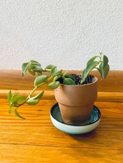 Elephant Bush (Portulacaria Afra) | Sienna 10 Elephant Bush (Portulacaria Afra) | Sienna -Cheap Plantly Store 1661898753 3