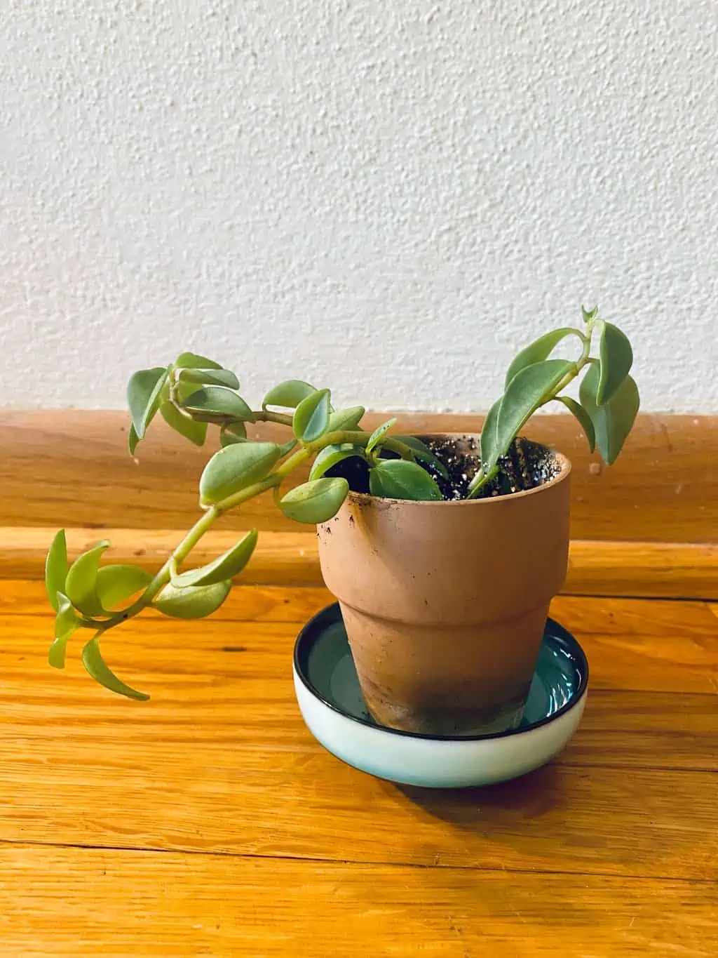 Elephant Bush (Portulacaria Afra) | Sienna 5 Elephant Bush (Portulacaria Afra) | Sienna - Image 3