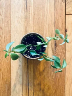 Elephant Bush (Portulacaria Afra) | Sienna 11 Elephant Bush (Portulacaria Afra) | Sienna -Cheap Plantly Store 1661898756 4