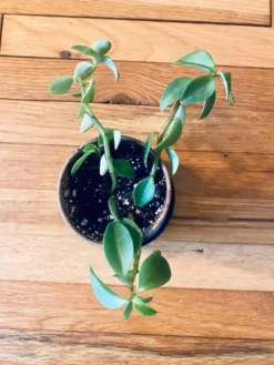 Elephant Bush (Portulacaria Afra) | Sienna 12 Elephant Bush (Portulacaria Afra) | Sienna -Cheap Plantly Store 1661898759 5