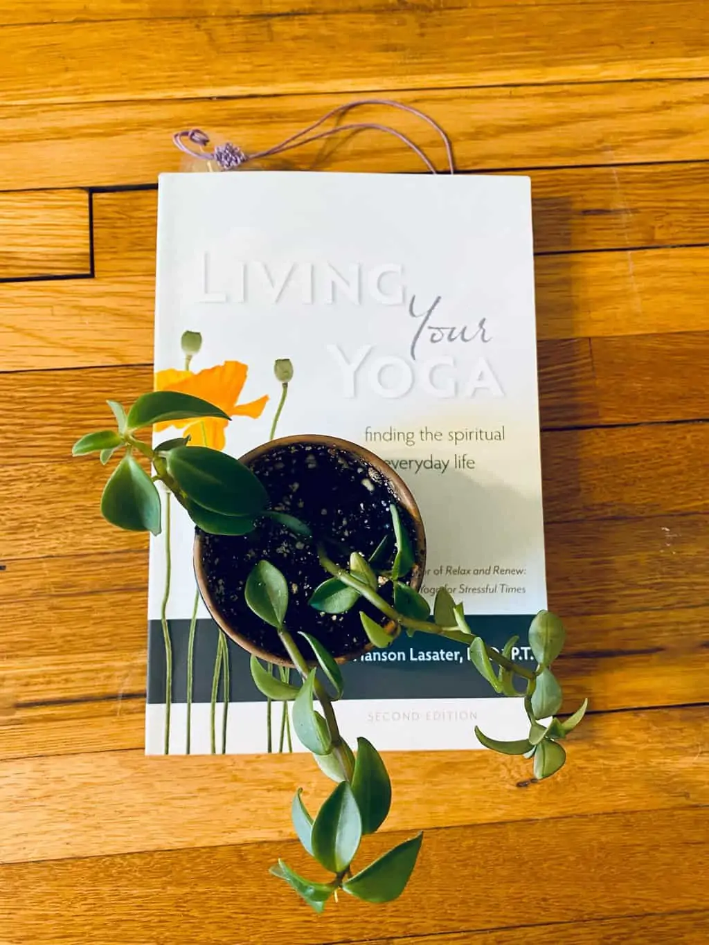 Elephant Bush (Portulacaria Afra) | Sienna 8 Elephant Bush (Portulacaria Afra) | Sienna - Image 6