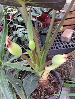 Regal Shield Alocasia -Cheap Plantly Store 1667245346 2