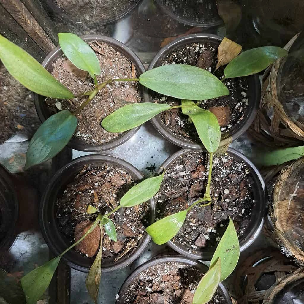 Atabapoense Philodendron 4 Atabapoense Philodendron - Image 2