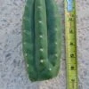 Trichocereus Pachanoi Monstrose San Pedro 2 Trichocereus Pachanoi Monstrose San Pedro -Cheap Plantly Store 1684506204 1