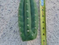 Trichocereus Pachanoi Monstrose San Pedro