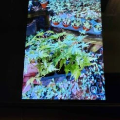 Acer 6 Pack Japanese Maples Great For Bonsai Or Nursery Stock