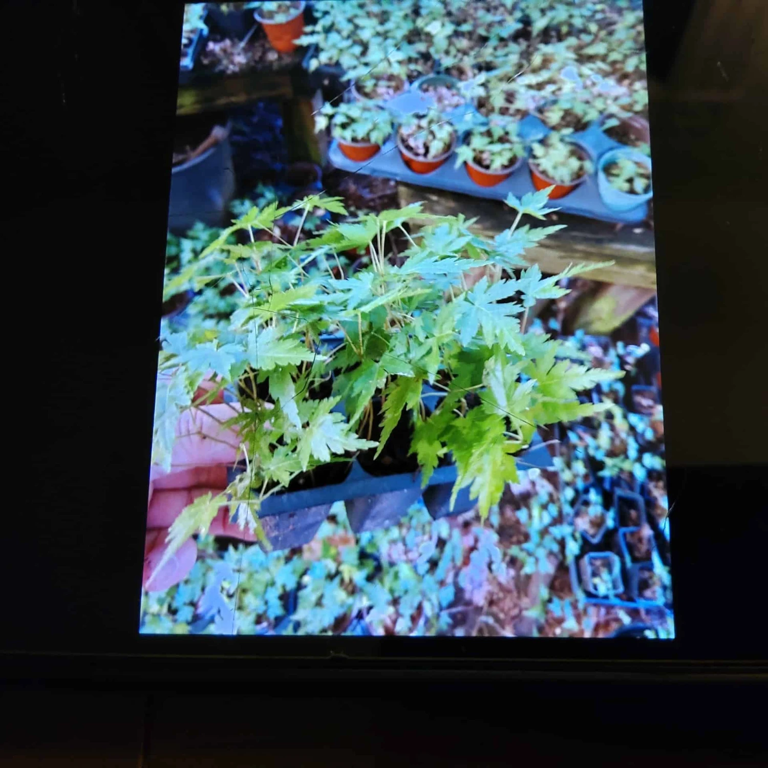 Acer 6 Pack Japanese Maples Great For Bonsai Or Nursery Stock 3 Acer 6 Pack Japanese Maples Great For Bonsai Or Nursery Stock