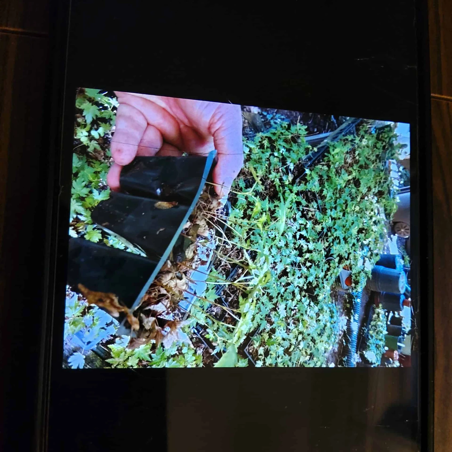 Acer 6 Pack Japanese Maples Great For Bonsai Or Nursery Stock 4 Acer 6 Pack Japanese Maples Great For Bonsai Or Nursery Stock - Image 2