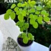 Organic Moringa Oleifera The Miracle Tree 2 Organic Moringa Oleifera The Miracle Tree -Cheap Plantly Store 1685475155 1