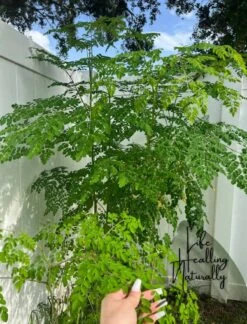 Organic Moringa Oleifera The Miracle Tree -Cheap Plantly Store 1685475155 3