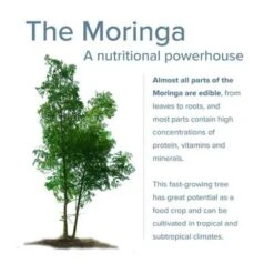 Organic Moringa Oleifera The Miracle Tree -Cheap Plantly Store 1685475155 5
