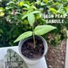 Organic Pigeon Pea Gandule Starter Plant 2 Organic Pigeon Pea Gandule Starter Plant -Cheap Plantly Store 1685647188 1