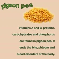 Organic Pigeon Pea Gandule Starter Plant -Cheap Plantly Store 1685647188 2