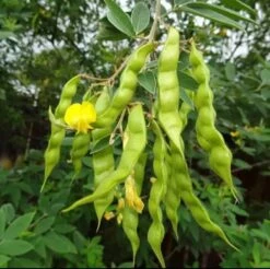 Organic Pigeon Pea Gandule Starter Plant -Cheap Plantly Store 1685647188 3