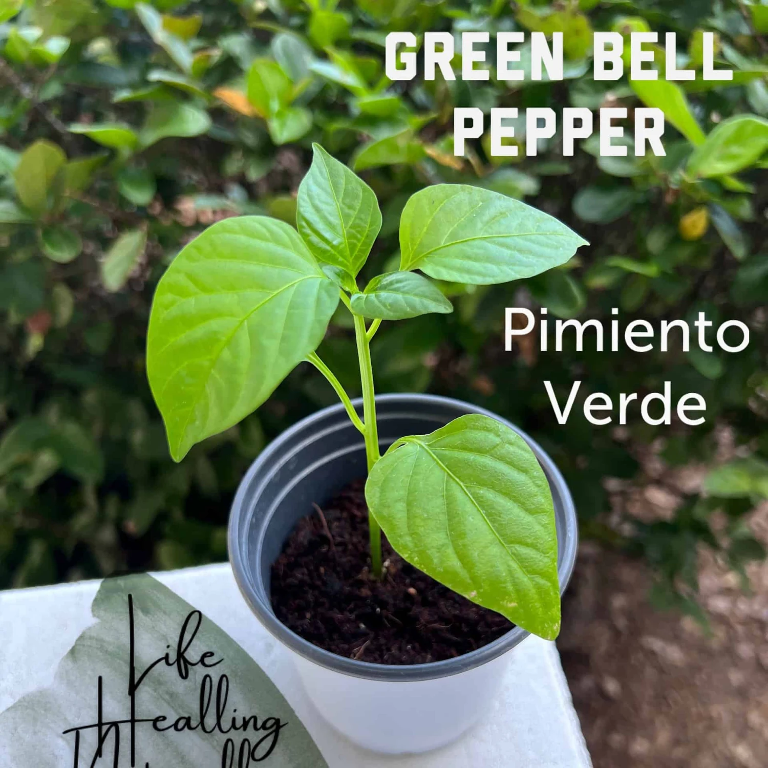 Organic Green Bell Peppers 3 Organic Green Bell Peppers