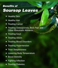 Organic SourSop Leaves -Cheap Plantly Store 1685756368 3